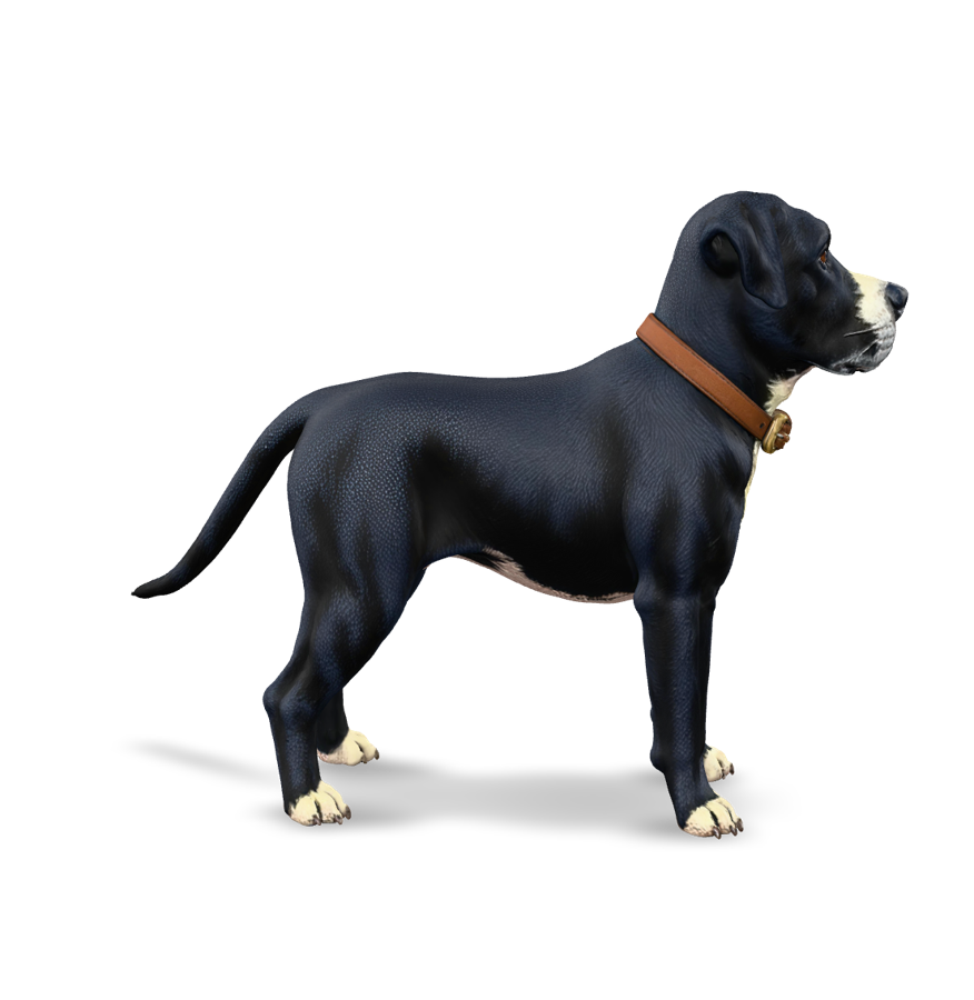 3D dog model